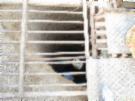 Click